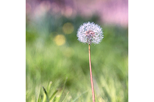 Taraxacum